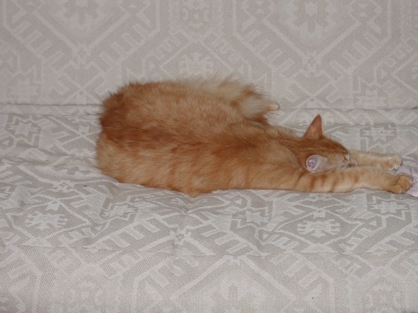 kittens200203021.jpg 62.6K