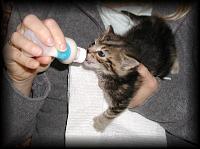 kittens200110006.jpg 6.9K