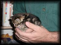 kittens200110009.jpg 6.6K