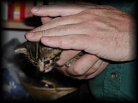 kittens200110011.jpg 5.9K