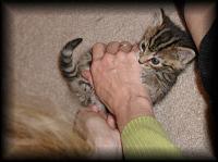 kittens200110012.jpg 6.2K