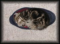 kittens200111001.jpg 7.6K