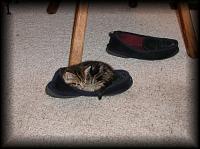kittens200111003.jpg 6.9K