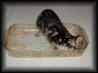 kittens200112001.jpg 5.5K