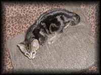 kittens200112002.jpg 8.8K