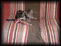 kittens200112007.jpg 9.1K