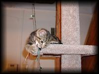 kittens200112009.jpg 5.9K