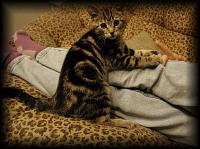 kittens200112011.jpg 8.7K
