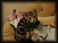 kittens200112012.jpg 7.6K