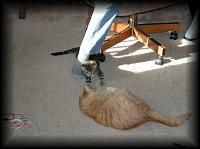 kittens200112013.jpg 6.0K
