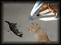kittens200112014.jpg 6.0K
