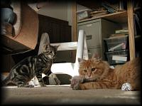kittens200112016.jpg 7.5K