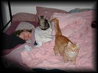 kittens200201002.jpg 6.2K