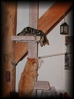 kittens200201003.jpg 6.1K