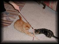 kittens200201004.jpg 6.5K