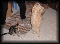 kittens200201005.jpg 6.4K