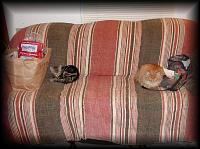 kittens200201008.jpg 7.9K
