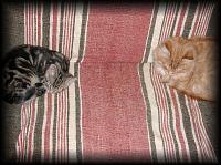 kittens200201010.jpg 8.8K