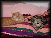 kittens200201016.jpg 7.1K