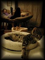 kittens200201024.jpg 6.4K