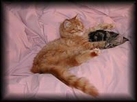 kittens200201027.jpg 5.6K