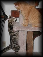 kittens200201032.jpg 6.5K