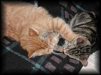 kittens200202001.jpg 7.2K