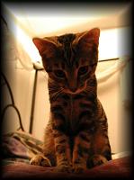 kittens200202003.jpg 6.4K