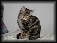 kittens200202007.jpg 5.2K