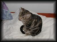 kittens200202008.jpg 5.9K