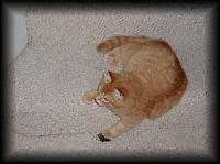 kittens200202009.jpg 5.7K