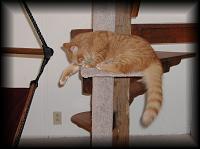 kittens200202013.jpg 5.9K