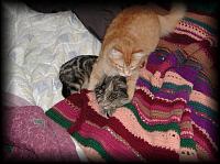 kittens200202018.jpg 8.5K