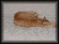 kittens200203021.jpg 5.3K