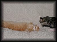 kittens200203022.jpg 5.3K