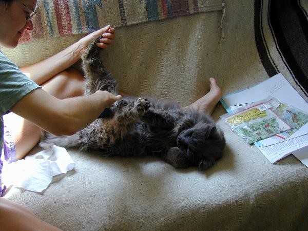 Kelly combs kitty 2.jpg 56.4K