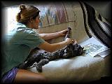 Kelly combs kitty 1.jpg 5.6K