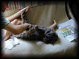 Kelly combs kitty 2.jpg 5.5K