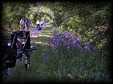 Flower~1.jpg 6.7K