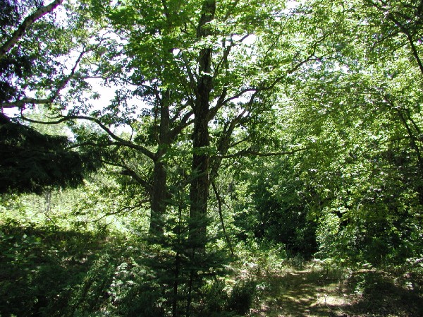 p7237977.jpg 153.3K