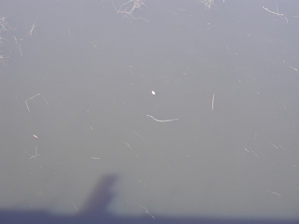 pa125587.jpg 17.5K
