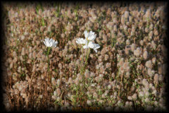 Columbia River flowers