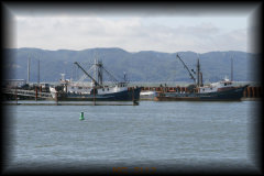 Astoria sea lion