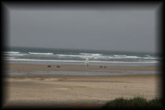 Manzanita