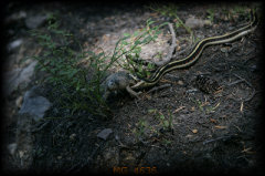 _mg_4636.jpg 30.2K