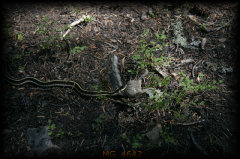 _mg_4642.jpg 33.2K