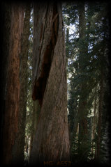_mg_4652.jpg 20.9K