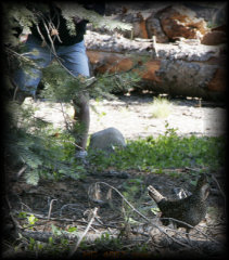 _mg_4802_crop.jpg 28.9K