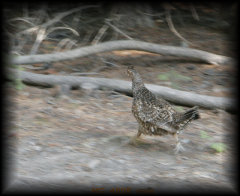 _mg_4808_crop.jpg 22.2K