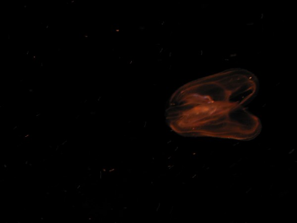 p3147405.jpg 9.2K